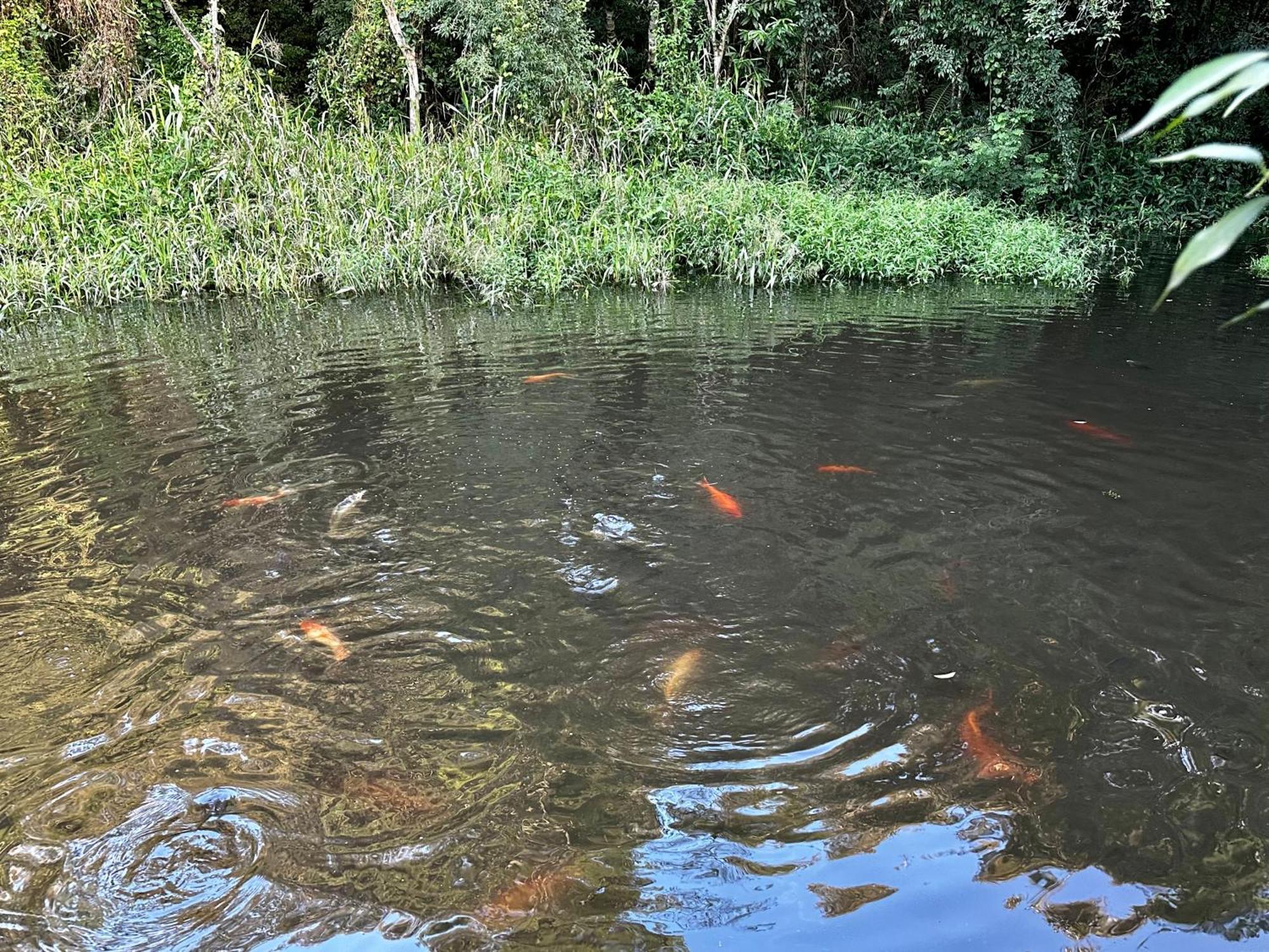 Parque Hotel Manantial Hohenau المظهر الخارجي الصورة
